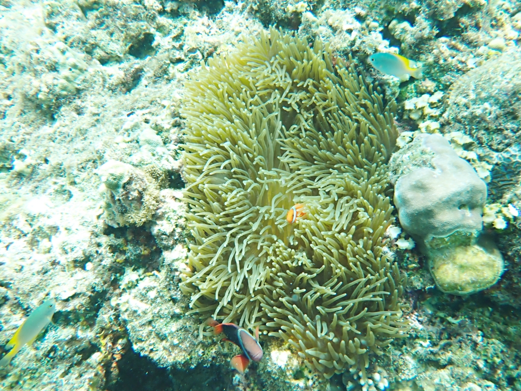 【菲律賓景點推薦】薄荷島「巴里卡薩島Balicasag Island 跳島半日遊」近距離觀賞海豚、與海龜共遊! - 第11張圖