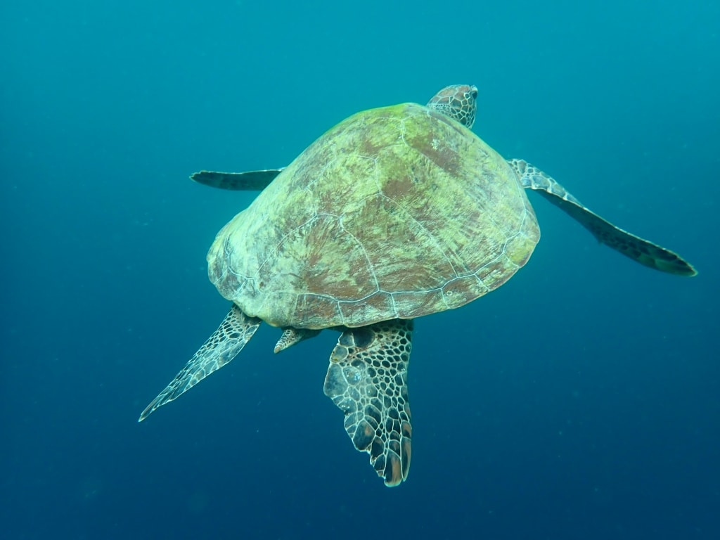 【菲律賓景點推薦】墨寶「沙丁魚風暴水肺體驗潛水/佩斯卡多島海龜共遊」世界級潛水奇景,徜徉於沙丁魚魚球之中! - 第30張圖