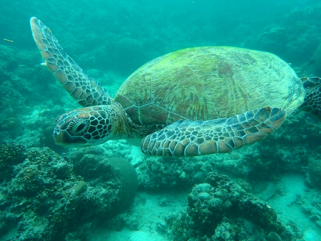【菲律賓景點推薦】墨寶「沙丁魚風暴水肺體驗潛水/佩斯卡多島海龜共遊」世界級潛水奇景,徜徉於沙丁魚魚球之中! - 第27張圖