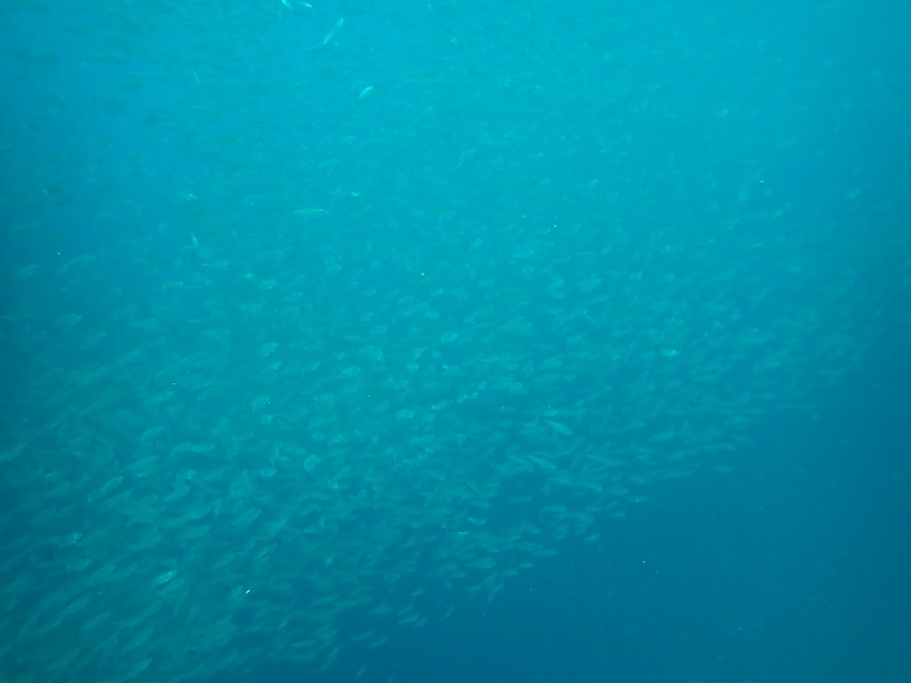 【菲律賓景點推薦】墨寶「沙丁魚風暴水肺體驗潛水/佩斯卡多島海龜共遊」世界級潛水奇景,徜徉於沙丁魚魚球之中! - 第19張圖