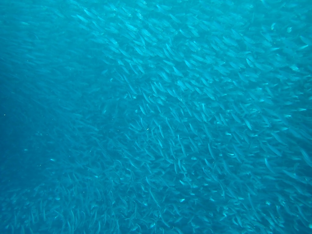 【菲律賓景點推薦】墨寶「沙丁魚風暴水肺體驗潛水/佩斯卡多島海龜共遊」世界級潛水奇景,徜徉於沙丁魚魚球之中! - 第20張圖