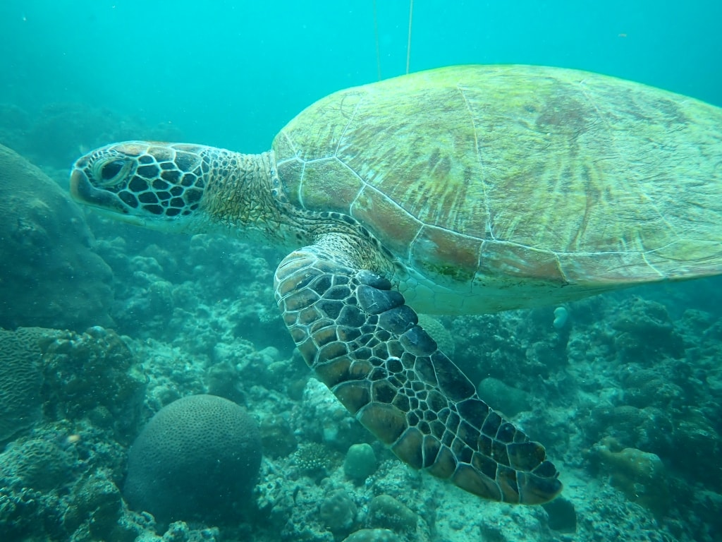 【菲律賓景點推薦】墨寶「沙丁魚風暴水肺體驗潛水/佩斯卡多島海龜共遊」世界級潛水奇景,徜徉於沙丁魚魚球之中! - 第28張圖