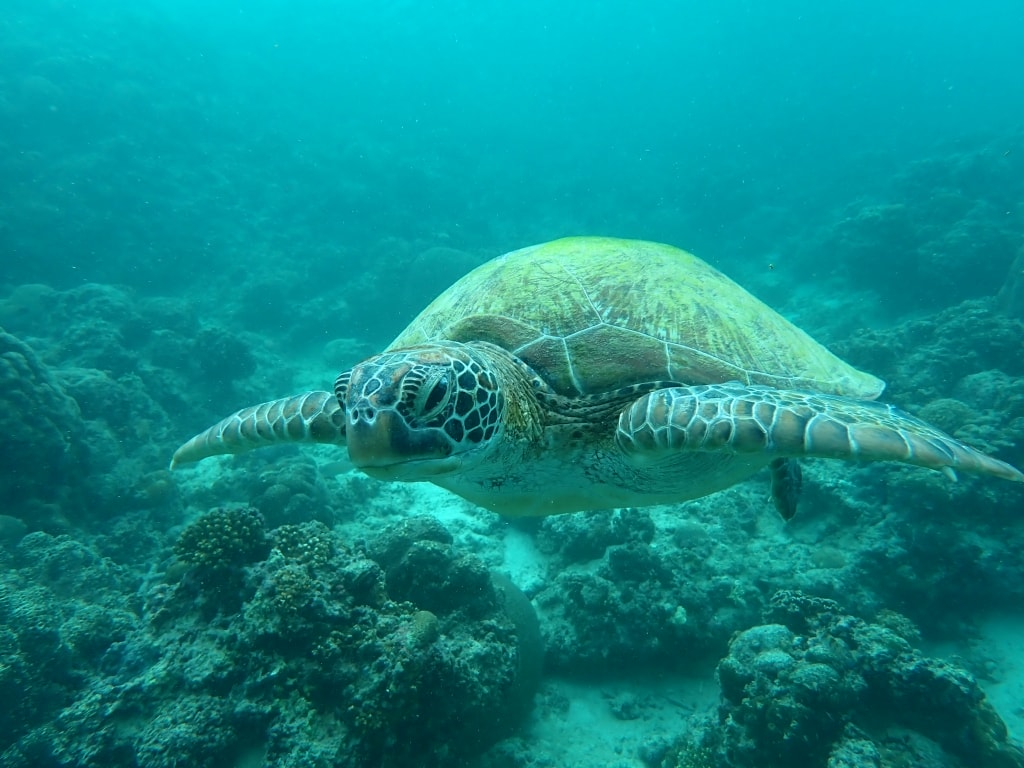 【菲律賓景點推薦】墨寶「沙丁魚風暴水肺體驗潛水/佩斯卡多島海龜共遊」世界級潛水奇景,徜徉於沙丁魚魚球之中! - 第29張圖