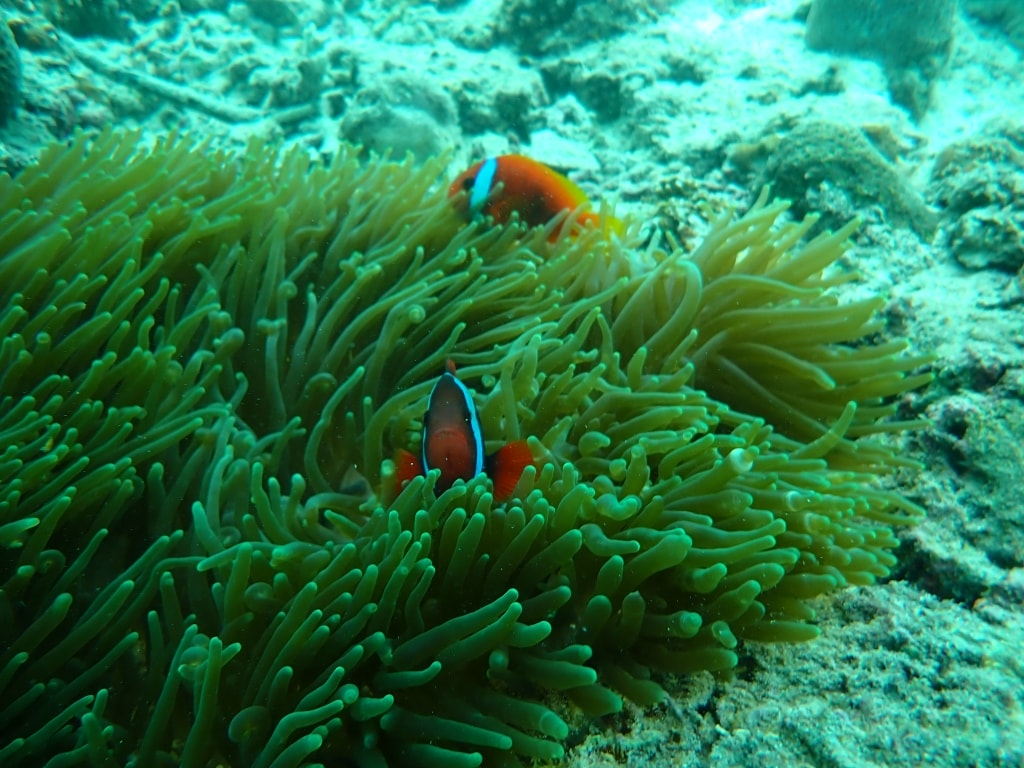 【菲律賓景點推薦】墨寶「沙丁魚風暴水肺體驗潛水/佩斯卡多島海龜共遊」世界級潛水奇景,徜徉於沙丁魚魚球之中! - 第15張圖