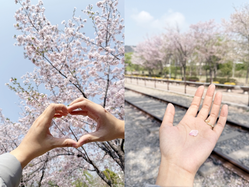 【釜山景點推薦】「慶和車站&余佐川」韓國最大規模的櫻花慶典，鎮海櫻花節追櫻一日遊!
