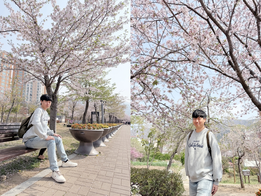 【釜山景點推薦】「慶和車站&余佐川」韓國最大規模的櫻花慶典，鎮海櫻花節追櫻一日遊!