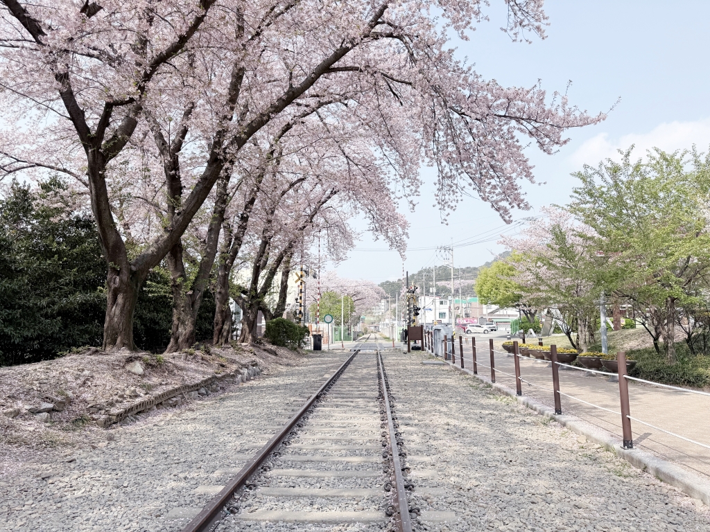 【釜山景點推薦】「慶和車站&余佐川」韓國最大規模的櫻花慶典，鎮海櫻花節追櫻一日遊!