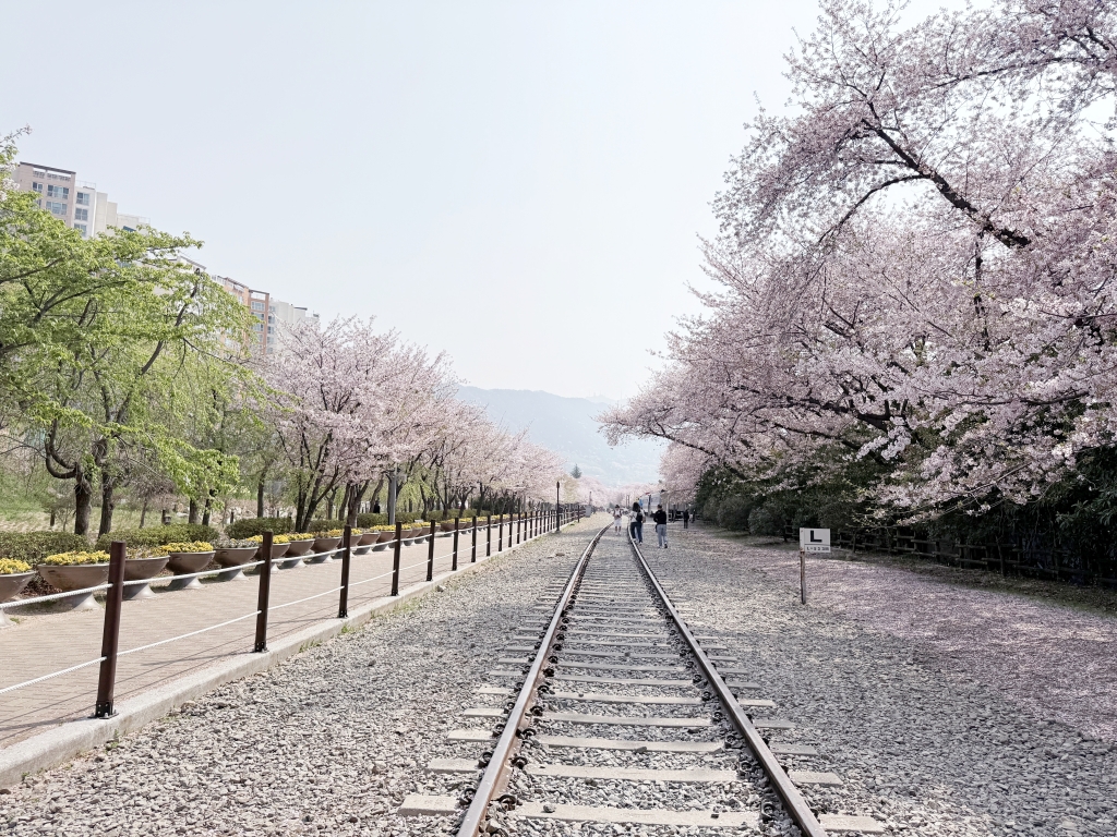 【釜山景點推薦】「慶和車站&余佐川」韓國最大規模的櫻花慶典，鎮海櫻花節追櫻一日遊!