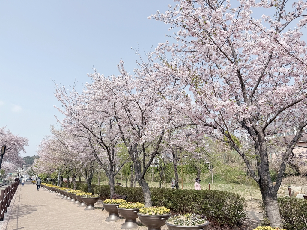 【釜山景點推薦】「慶和車站&余佐川」韓國最大規模的櫻花慶典，鎮海櫻花節追櫻一日遊!