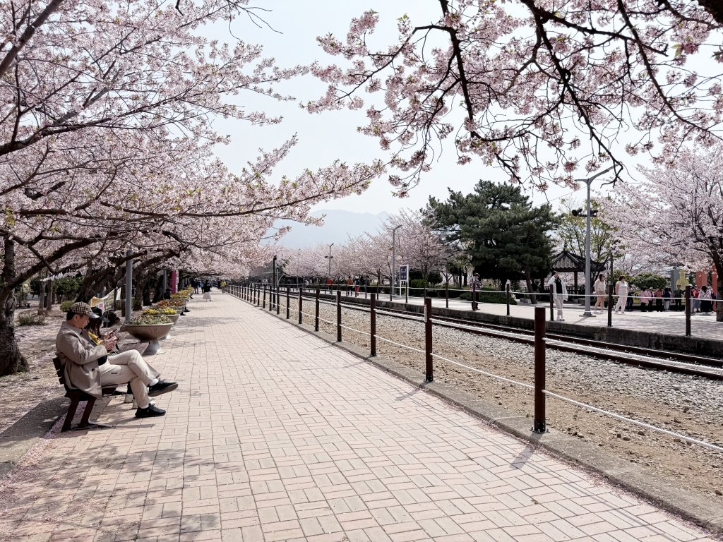 【釜山景點推薦】「慶和車站&余佐川」韓國最大規模的櫻花慶典，鎮海櫻花節追櫻一日遊!