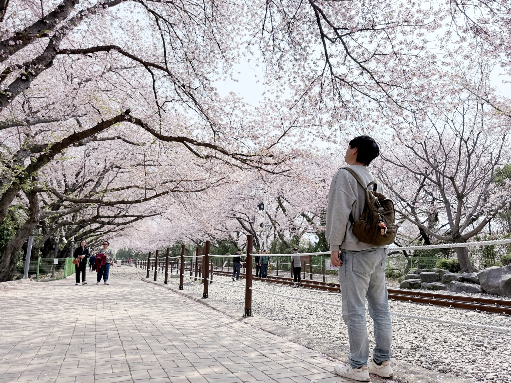 【釜山景點推薦】「慶和車站&余佐川」韓國最大規模的櫻花慶典，鎮海櫻花節追櫻一日遊!