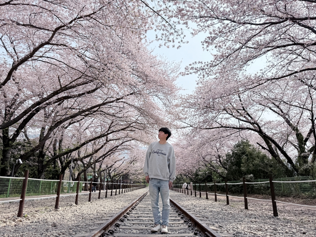 【釜山景點推薦】「慶和車站&余佐川」韓國最大規模的櫻花慶典，鎮海櫻花節追櫻一日遊!