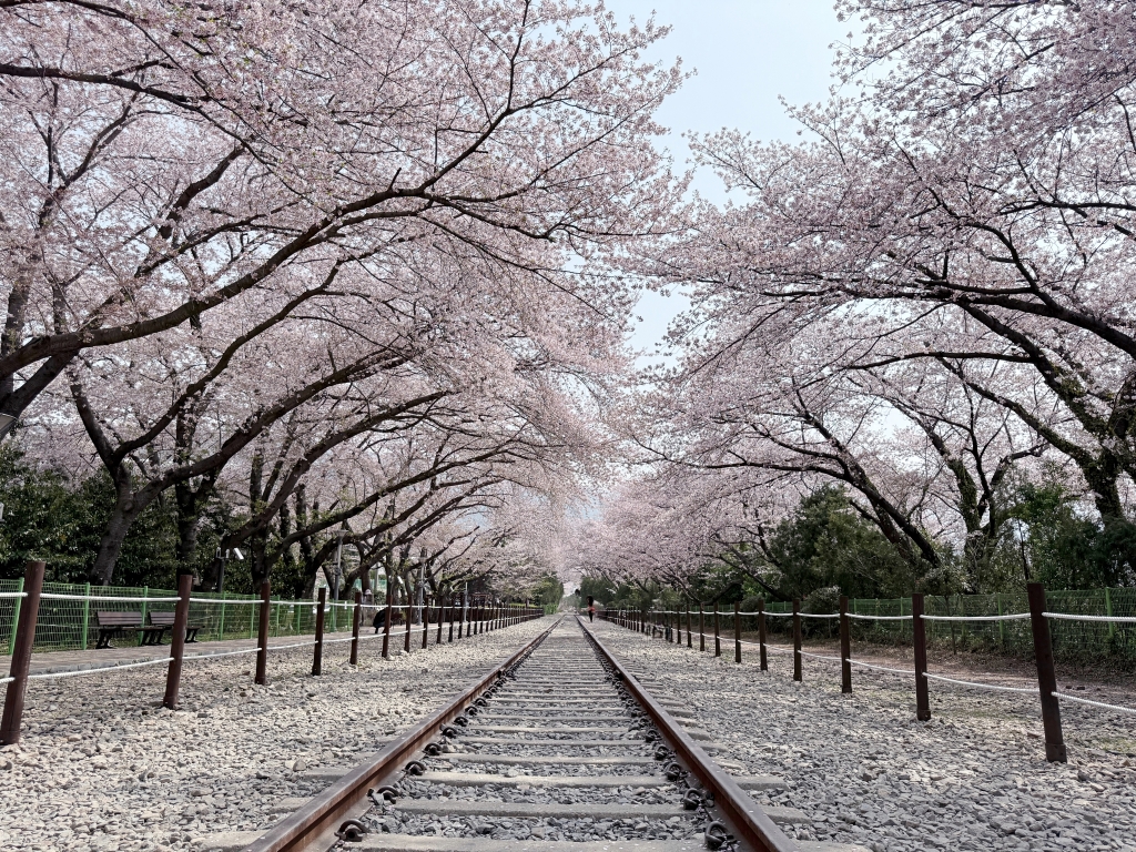 【釜山景點推薦】「慶和車站&余佐川」韓國最大規模的櫻花慶典，鎮海櫻花節追櫻一日遊!