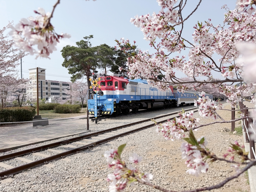 【釜山景點推薦】「慶和車站&余佐川」韓國最大規模的櫻花慶典，鎮海櫻花節追櫻一日遊!