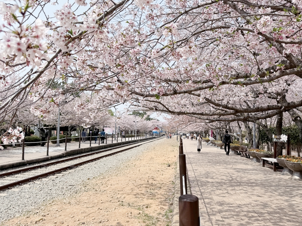 【釜山景點推薦】「慶和車站&余佐川」韓國最大規模的櫻花慶典，鎮海櫻花節追櫻一日遊!