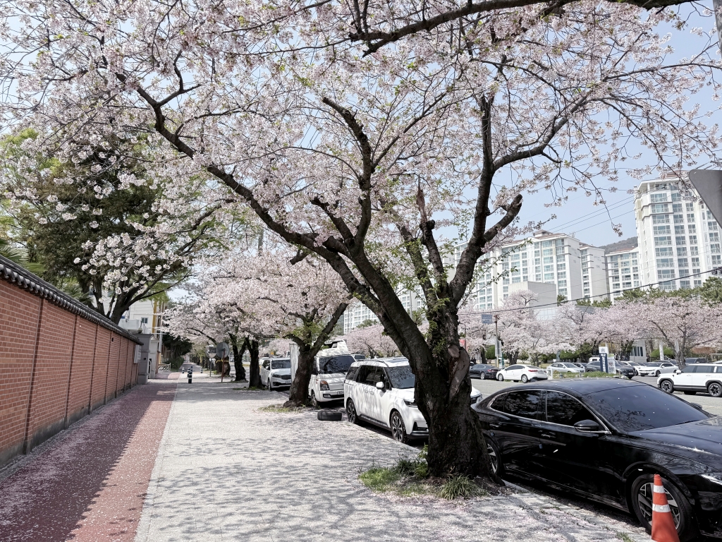 【釜山景點推薦】「慶和車站&余佐川」韓國最大規模的櫻花慶典，鎮海櫻花節追櫻一日遊!