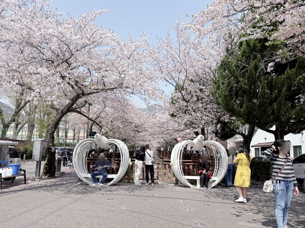 【釜山景點推薦】「慶和車站&余佐川」韓國最大規模的櫻花慶典，鎮海櫻花節追櫻一日遊!