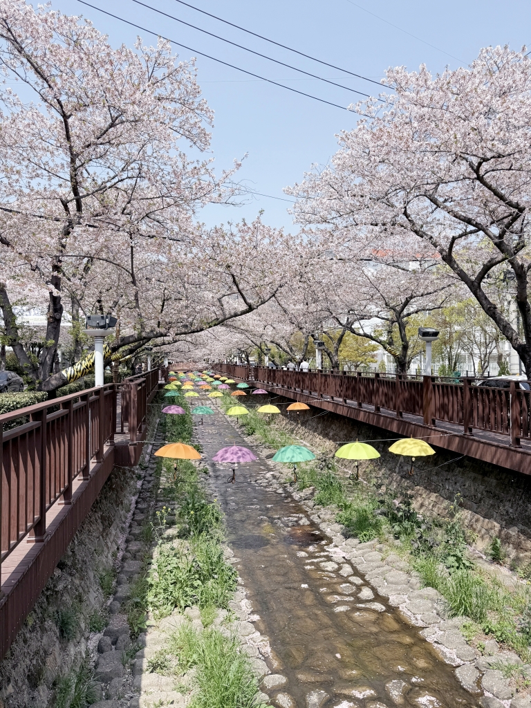 【釜山景點推薦】「慶和車站&余佐川」韓國最大規模的櫻花慶典，鎮海櫻花節追櫻一日遊!