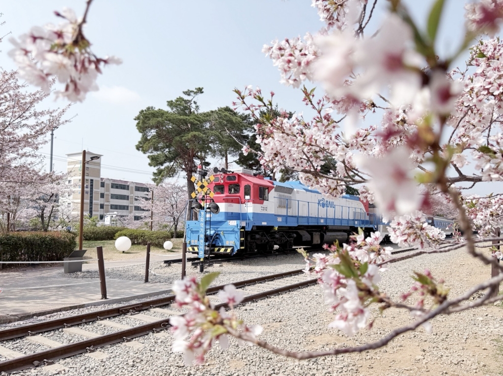 【釜山景點推薦】「慶和車站&余佐川」韓國最大規模的櫻花慶典，鎮海櫻花節追櫻一日遊!
