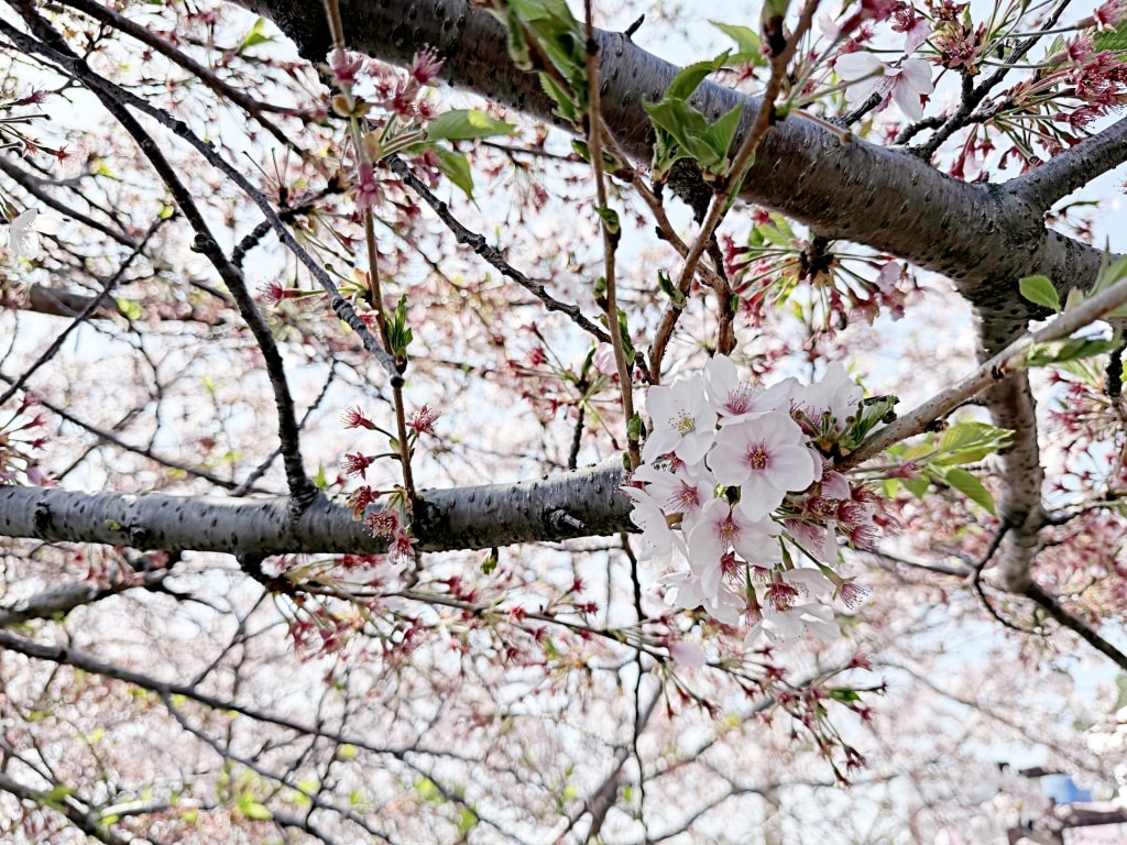【釜山景點推薦】「白淺灘文化村 Huinnyeoul Culture Village」影島必訪海景文化藝術村，絕美海景第一排超好拍!